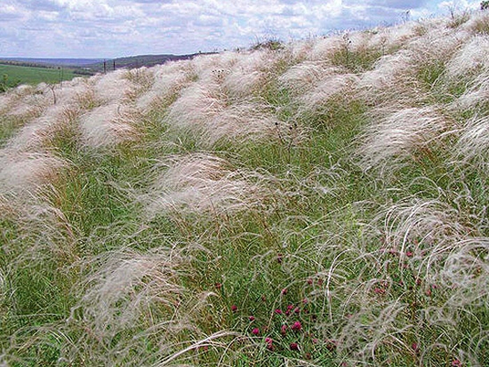 Фото рослинних угруповань