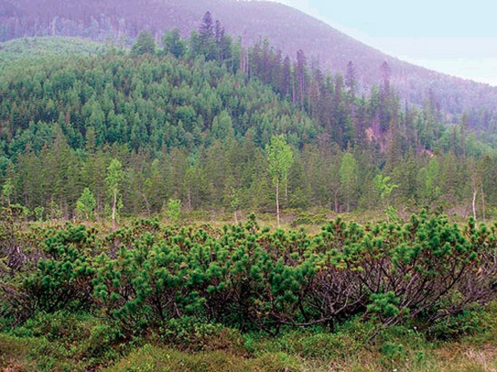 Фото рослинних угруповань