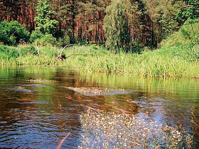 Фото рослинних угруповань